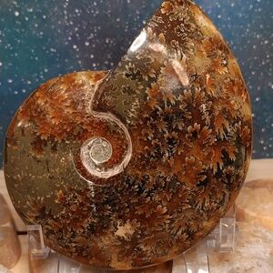 Final Price! Ammonite Fossil